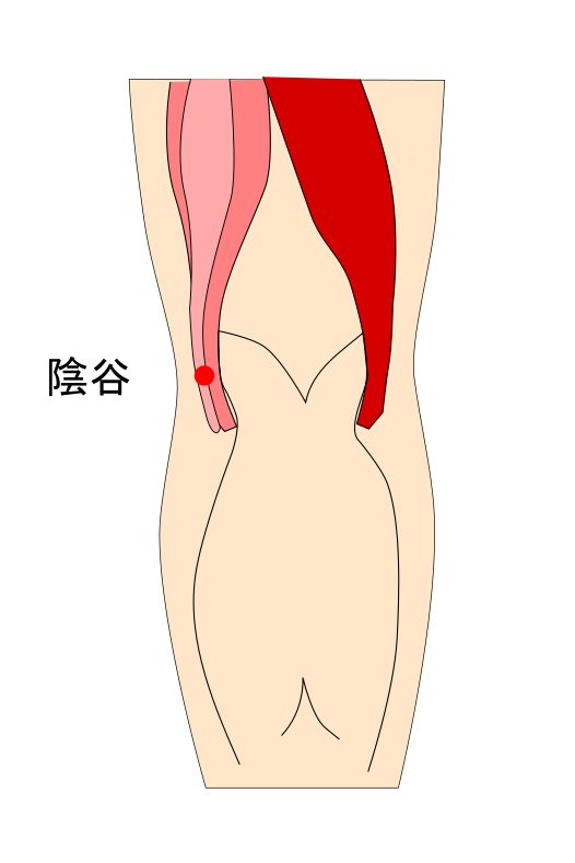 足少陰腎経の陰谷穴