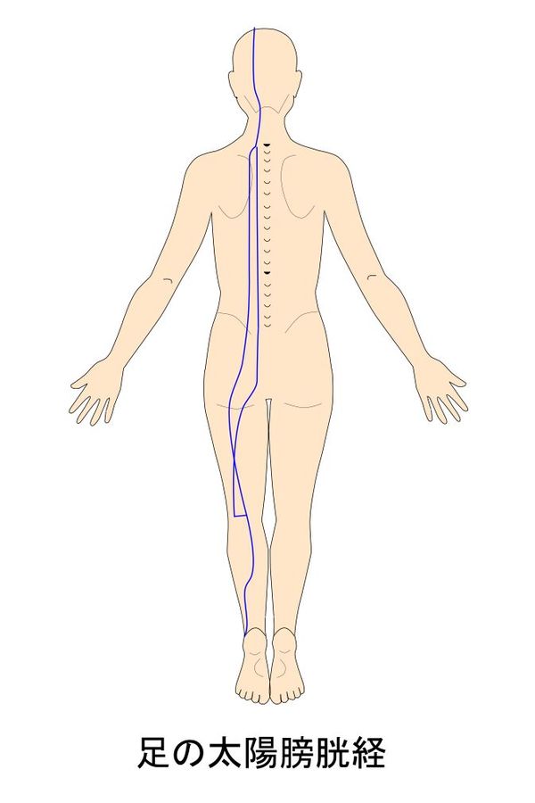 膀胱経の経絡