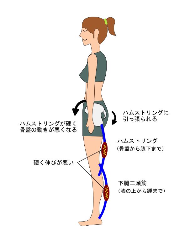 ふｋらはぎ・ハムストリングと骨盤