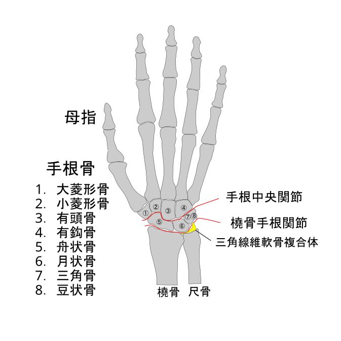 手根骨