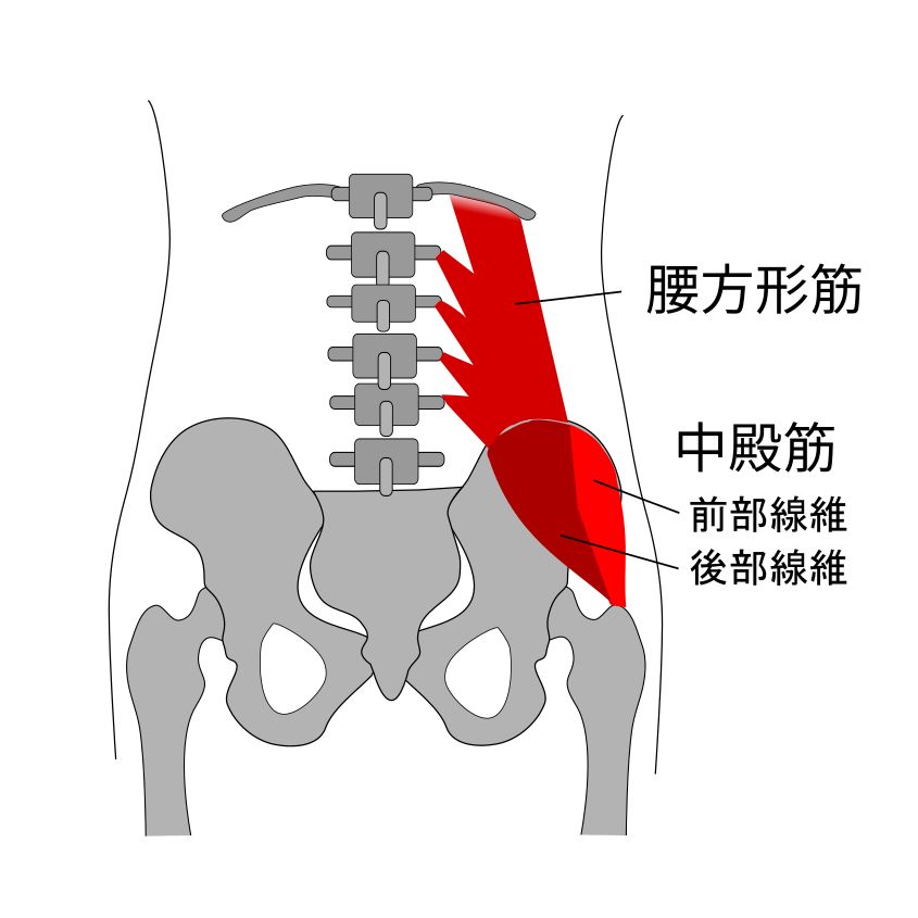 中殿筋イラスト