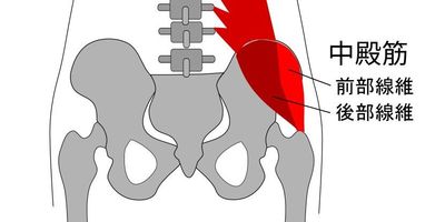 中殿筋と鍼