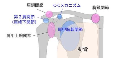 肩関節のイラスト