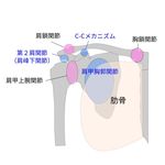 肩関節の機能構造